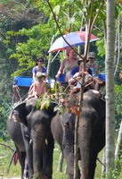 3 elephants jungle01