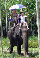 3 elephants jungle02