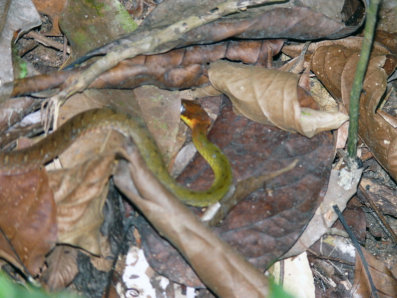 3_elephants_jungle05.JPG