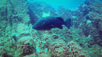 Underwater26
