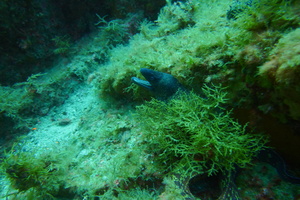 Underwater54
