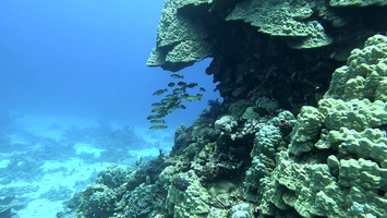 Sous l'eau 35