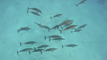 Sous l'eau 45