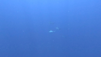 Sous l'eau 47