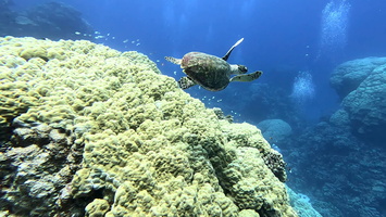 Sous l'eau 50