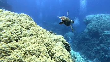 Sous l'eau 51