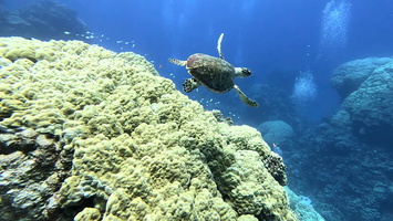 Sous l'eau 52