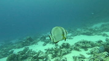 Sous l'eau 61