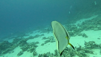 Sous l'eau 62