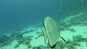 Sous l'eau 63