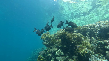Sous l'eau 67