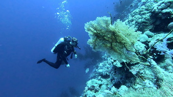Sous l'eau 101
